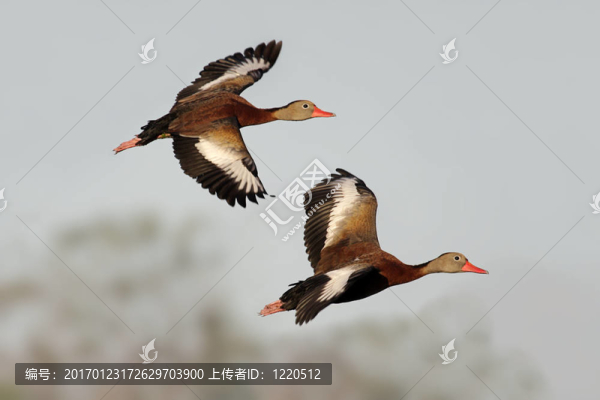 紅嘴樹鴨