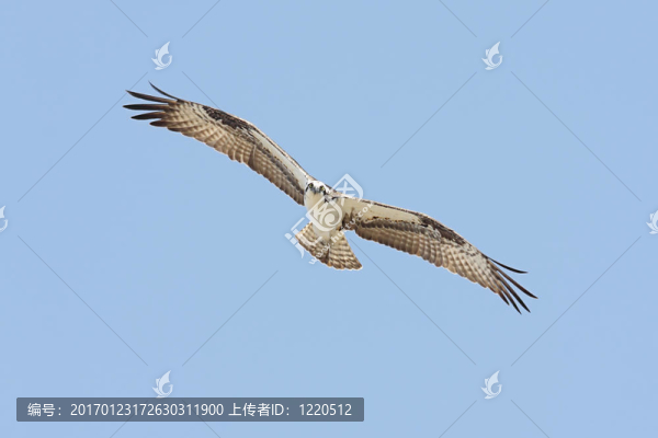 鶚（Pandion,haliaetus）
