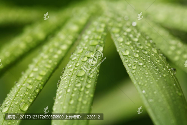 滴在葉子-匯圖網(wǎng) www.fosd68.com 滴在葉子