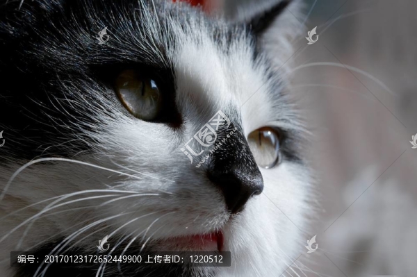 貓