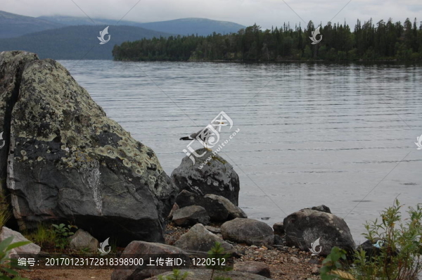 海鷗
