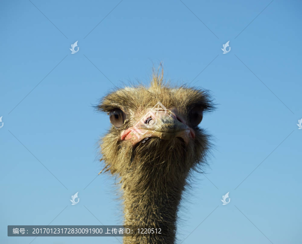 鴕鳥聰明