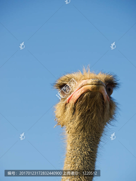 鴕鳥的想法-匯圖網(wǎng) www.fosd68.com 鴕鳥的想法