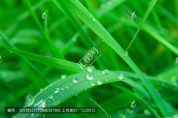 草-匯圖網(wǎng) www.fosd68.com 草