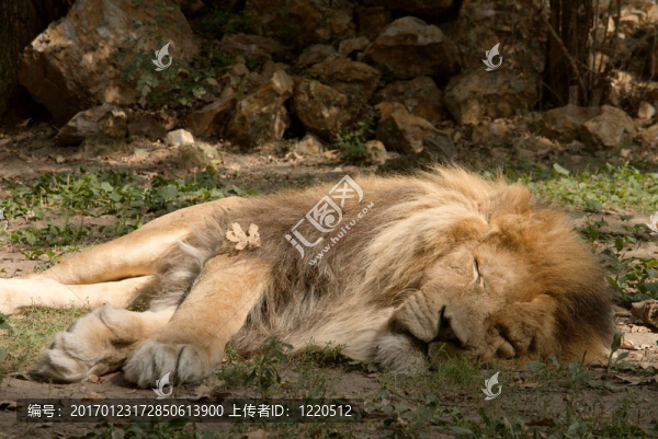 獅子
