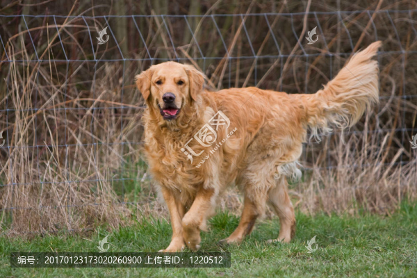 金毛獵犬的肖像