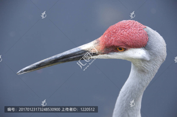 沙丘鶴