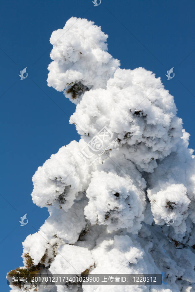 松雪