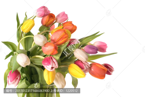 郁金香-匯圖網(wǎng) www.fosd68.com 郁金香