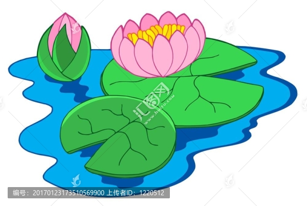 粉色的睡蓮