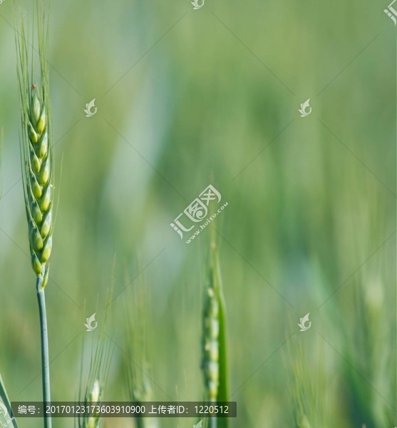 小麥