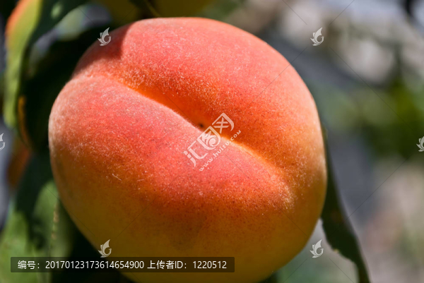 桃