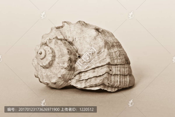 海貝殼-匯圖網(wǎng) www.fosd68.com 海貝殼