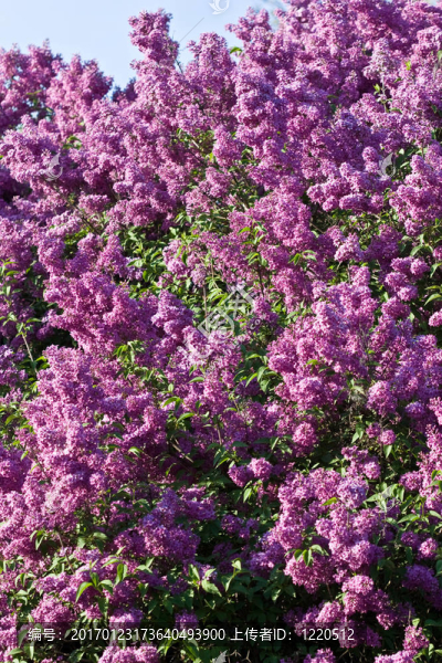 丁香花