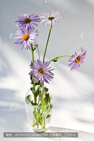 甘菊