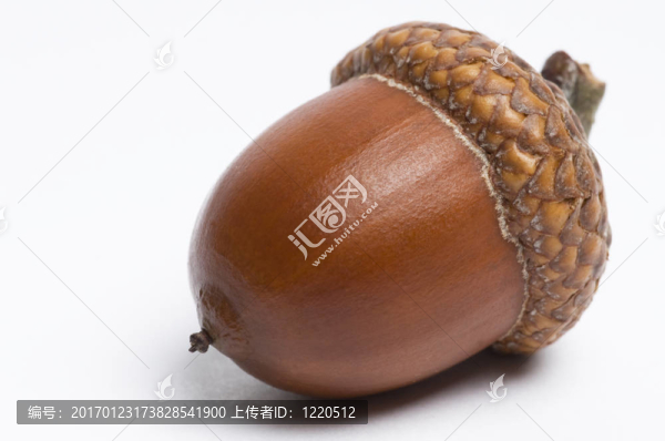 橡子-匯圖網(wǎng) www.fosd68.com 橡子