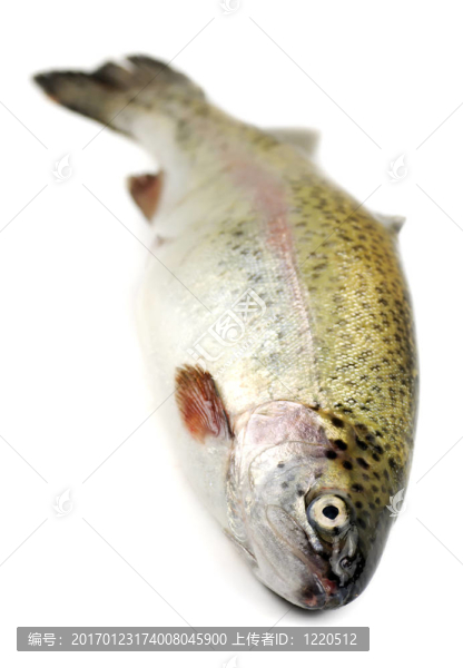 虹鱒魚