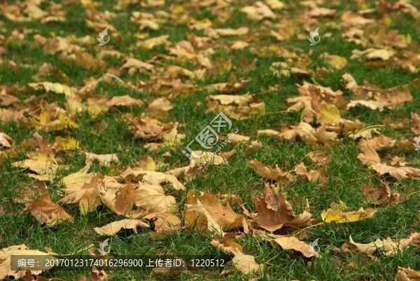葉