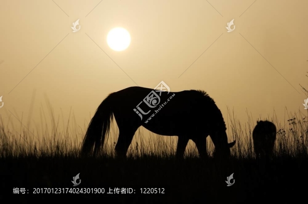 馬