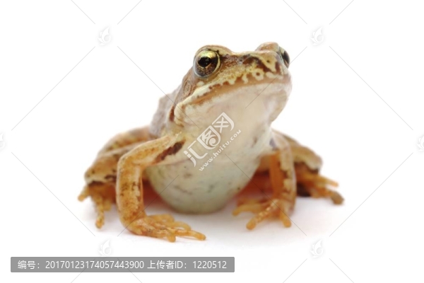 青蛙