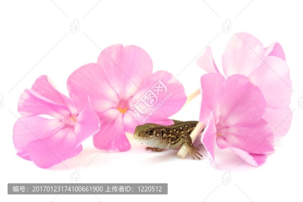 粉紅花蜥蜴