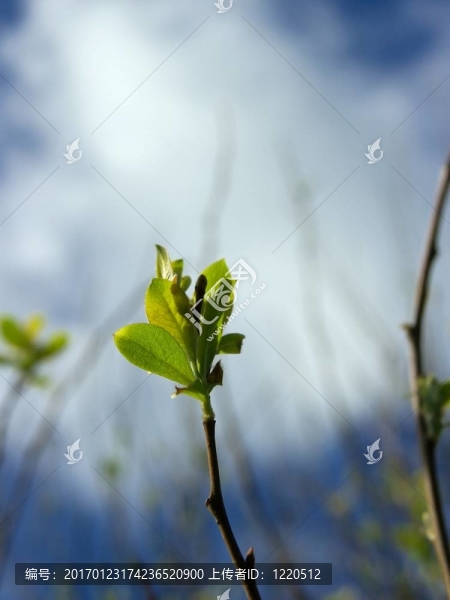 植物