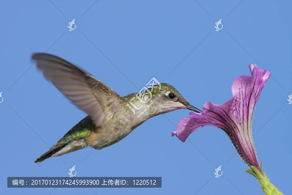少年紅寶石喉蜂鳥(niǎo)（紅喉北蜂鳥(niǎo)）