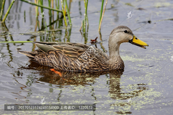 Mottled,Duck（Anas,fulvigula）