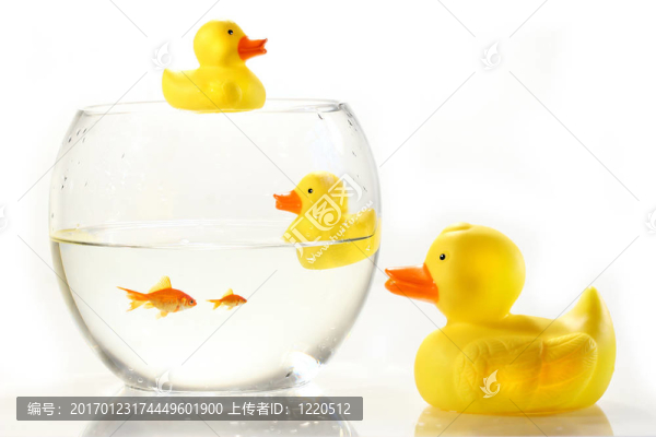 魚缸里的橡皮鴨子