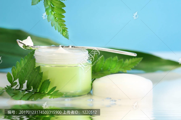 回春面霜有蕨類植物