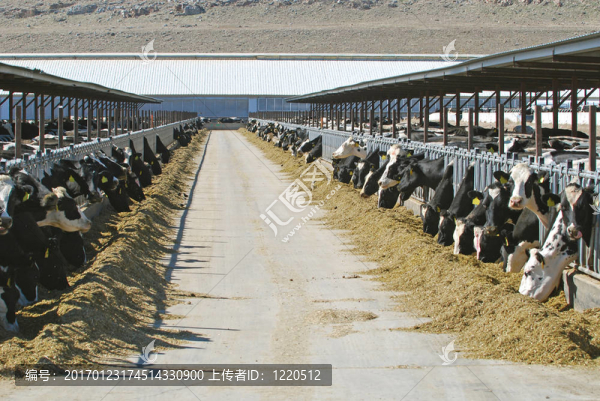 大型奶牛場(chǎng)-匯圖網(wǎng) www.fosd68.com 大型奶牛場(chǎng)
