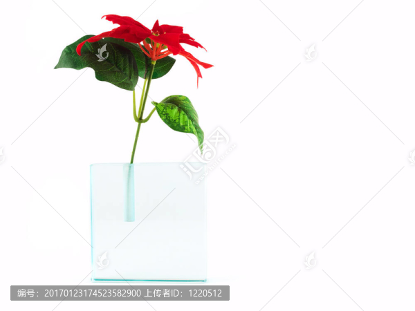 紅色的花在半透明的花瓶上