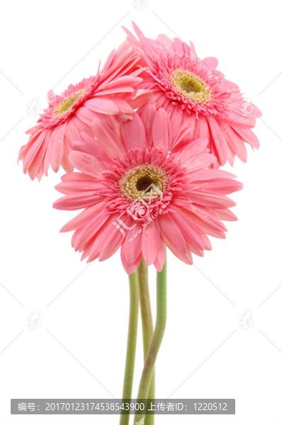 粉紅色的非洲雛菊