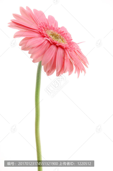 粉紅色的格柏雛菊