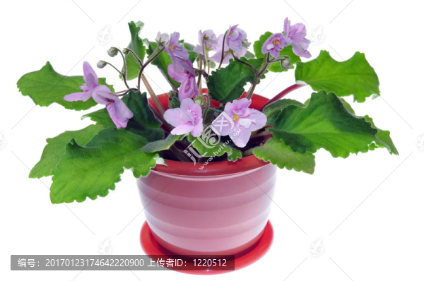 盆栽花卉