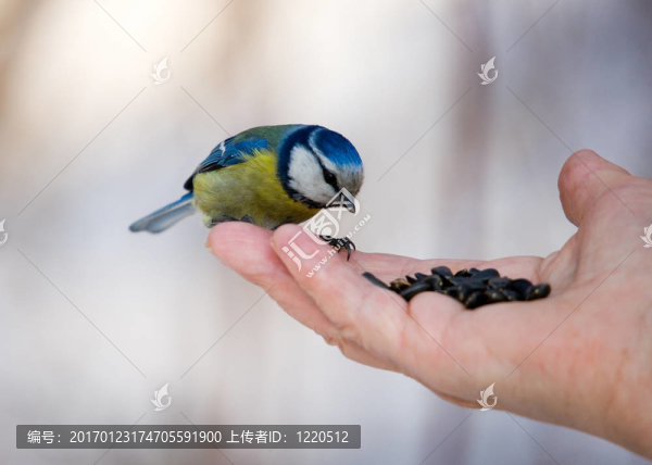 一個掌上bluetit