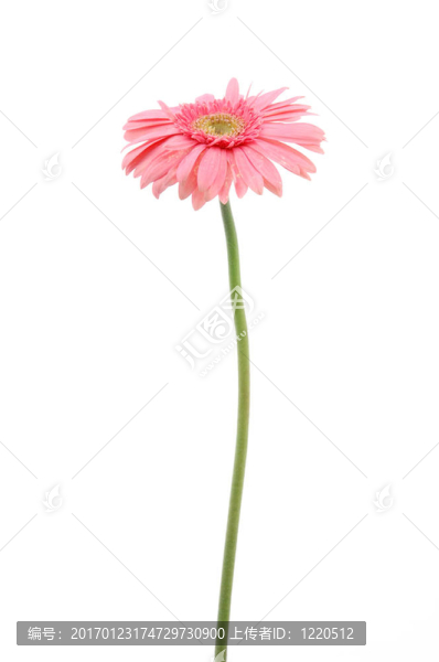 粉紅色的格柏雛菊