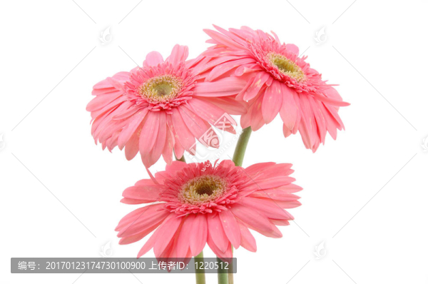 粉紅色的非洲雛菊