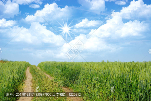 小麥田