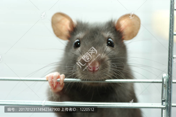 老鼠