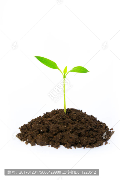 綠色的小植物