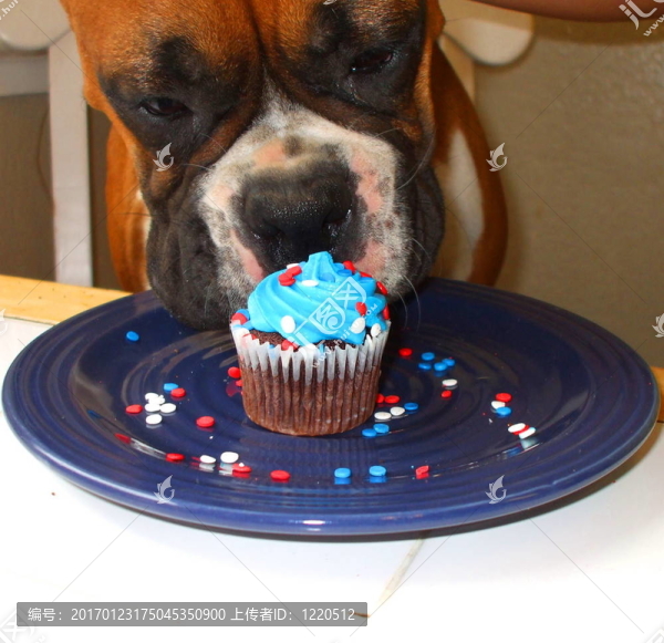 饑餓的Boxer,Puppy