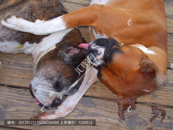 拳師犬