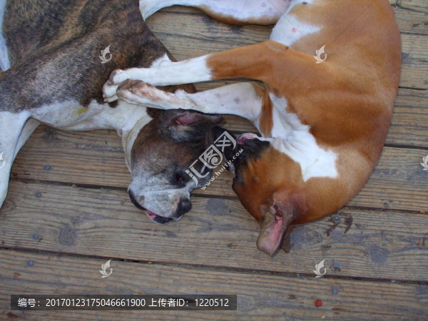 拳師犬