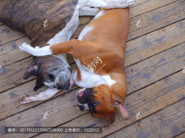 拳師犬