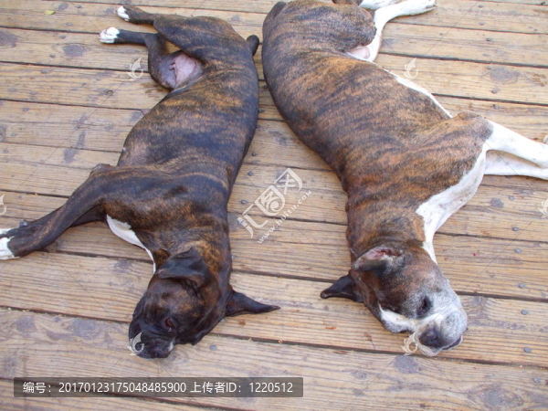 拳師犬-匯圖網(wǎng) www.fosd68.com 拳師犬