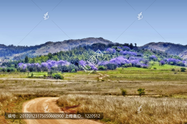 dsc_4716,-藍(lán)花楹hill_final