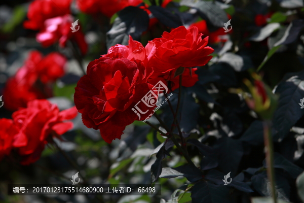 玫瑰花