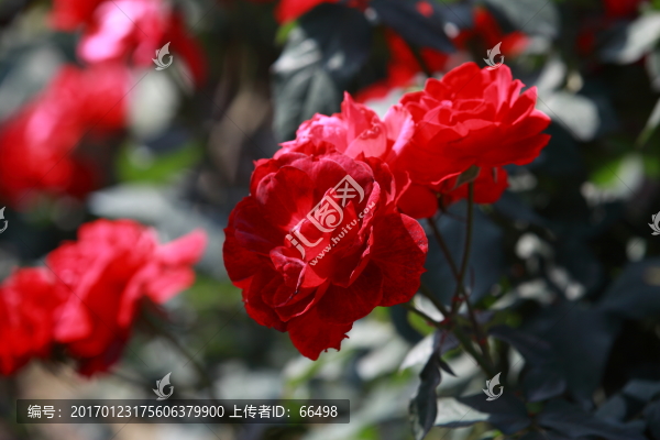 玫瑰花