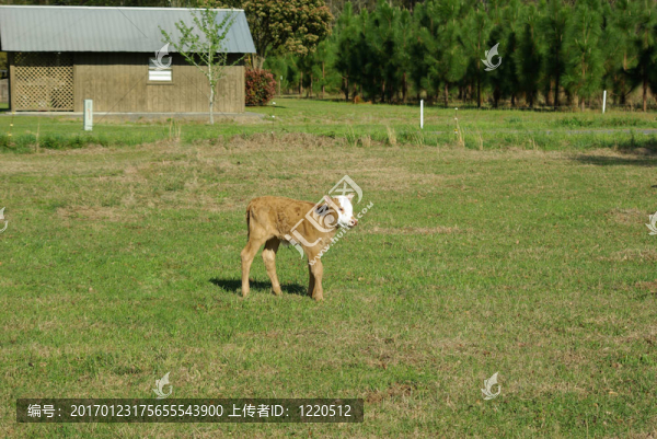 小牛在牧場